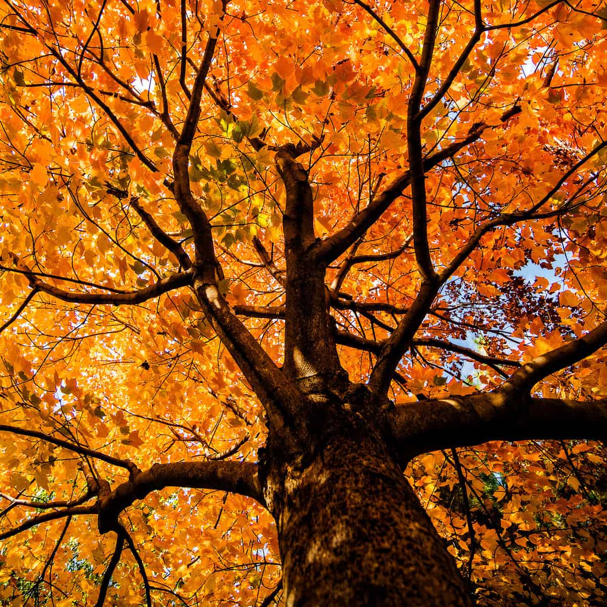 A maple tree photographed underneath