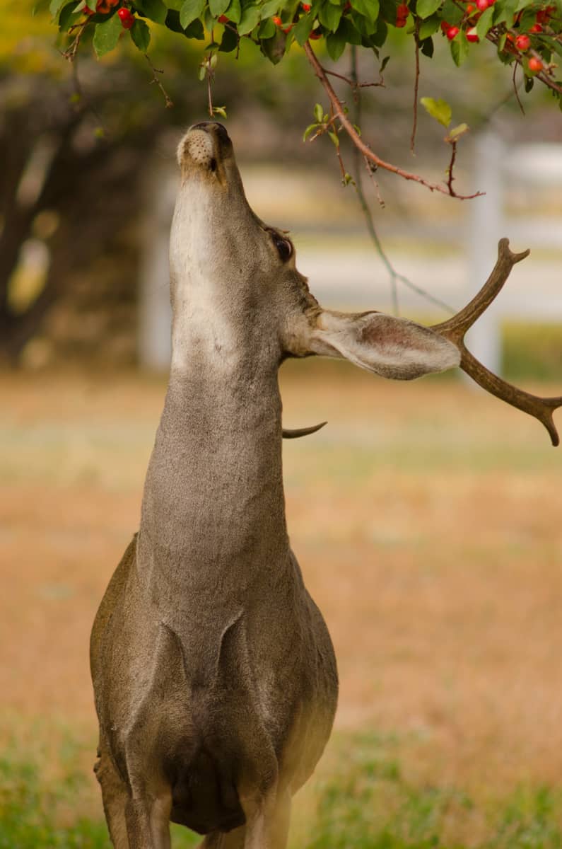 A mature mule deer buck, Odocoileus hemionus, stretches his neck to reach a crabapple tree above his head 2