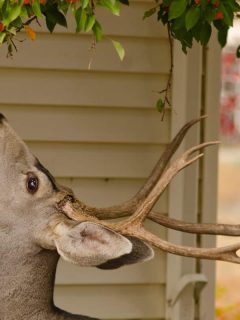 A mature mule deer buck, Odocoileus hemionus, watches the photographer as he turns his head preparing to eat the crabapples above his antlers featured, Are Crabapple Trees Deer Resistant? [With Tips On How To Protect Them]