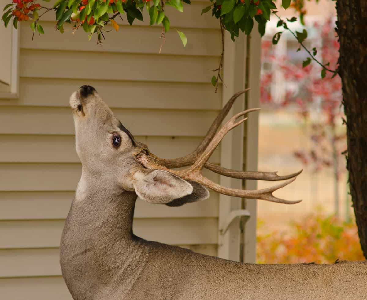 A mature mule deer buck, Odocoileus hemionus, watches the photographer as he turns his head preparing to eat the crabapples above his antlers.