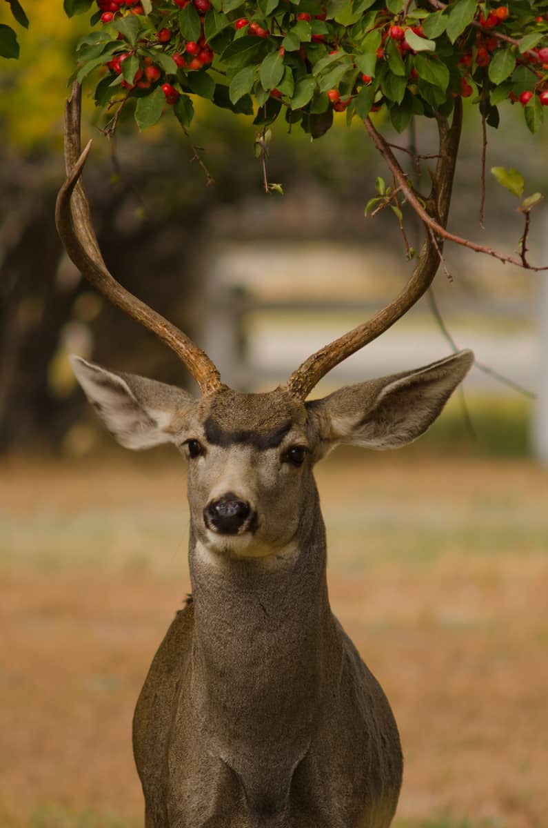 A mature mule deer buck stares at the camera, his antlers supporting the branch of a crabapple tree.
