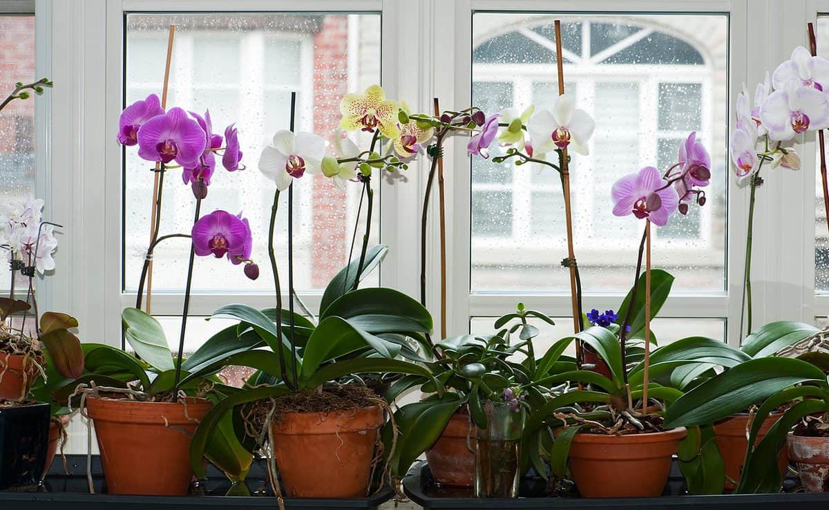 A table of blooming moth orchids in a variety of colours in terracotta pots