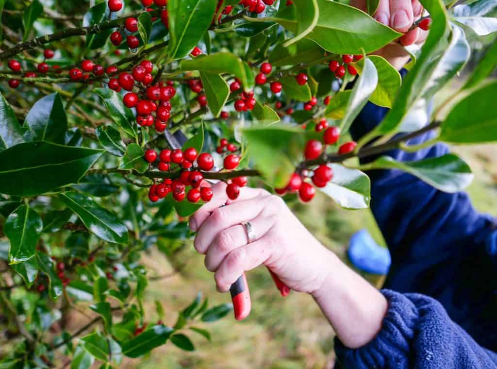 A woman reaching up to pick holly for Christmas decorations