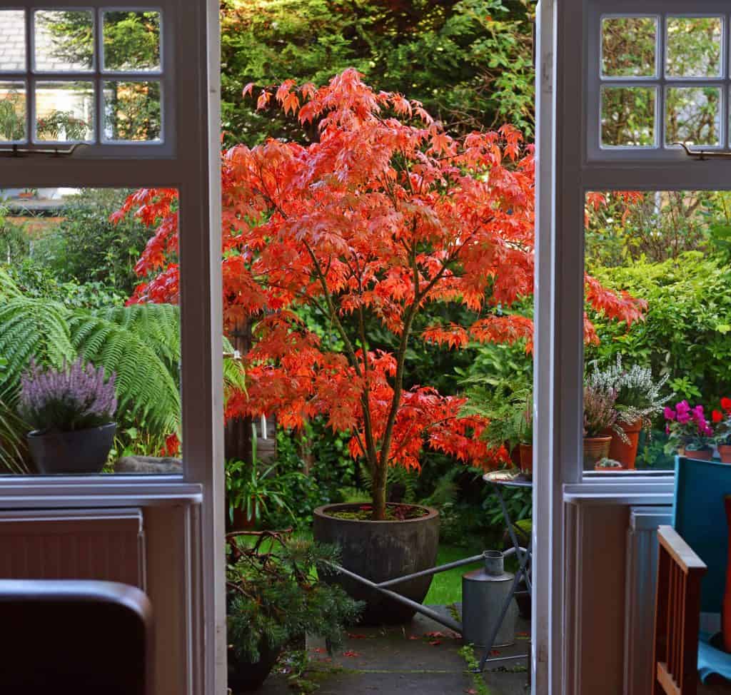 Acer (Japanese Maple) growing in a pot - in full autumn glory and framed in a garden doorway