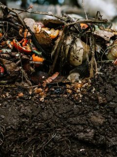Active Living Backyard Compost Pile With Visible Layers, Does Compost Go On Top Of Soil?