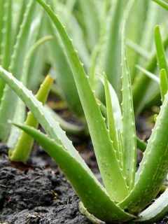 Aloe Vera plant growth in farm, 7 Best Fertilizers For Aloe Vera