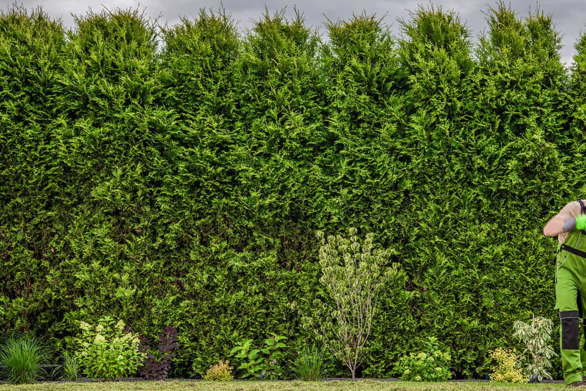 An arborvitae hedge properly trimmed
