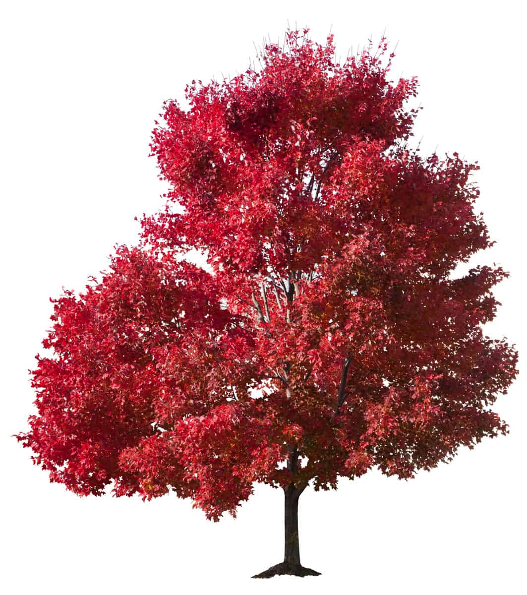 Autumn Red Maple Tree