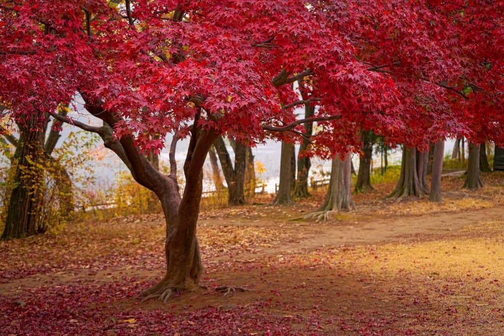 Autumn scenery red maple