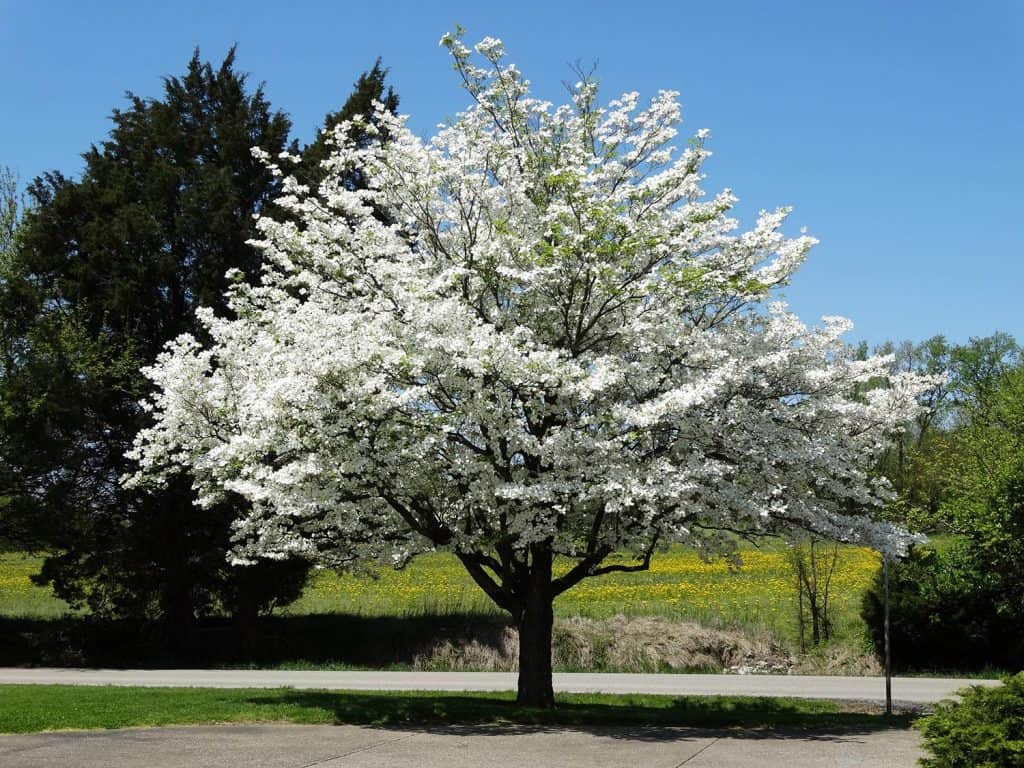 Beautiful dogwood tree just full of white blooms in the spring time