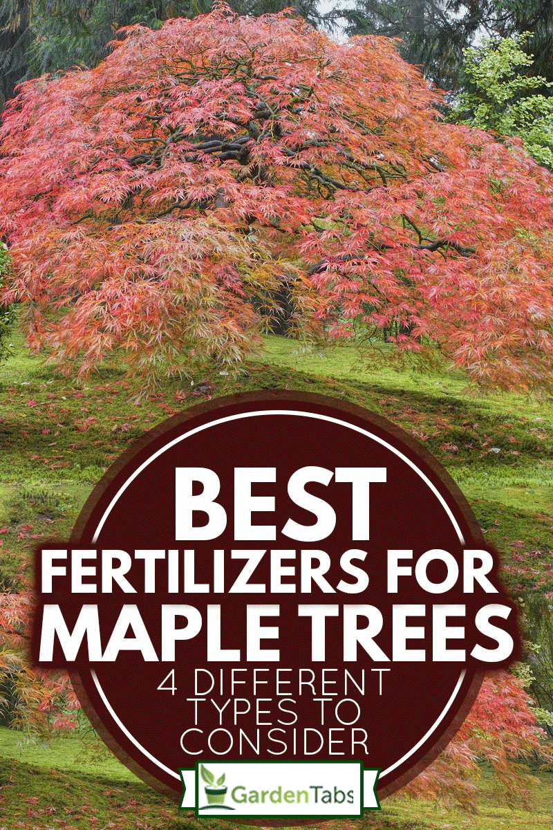 Old Japanese Maple Tree in Autumn, Best Fertilizers For Maple Trees - 4 Different Types To Consider