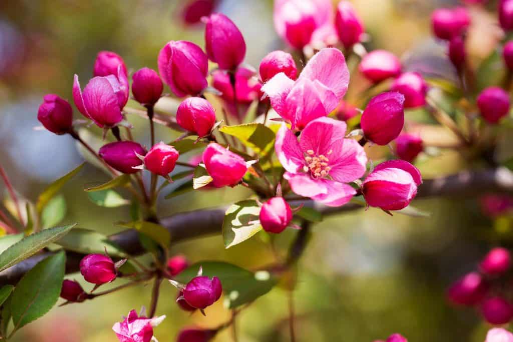Blossoms on a crab apple tree in springtime