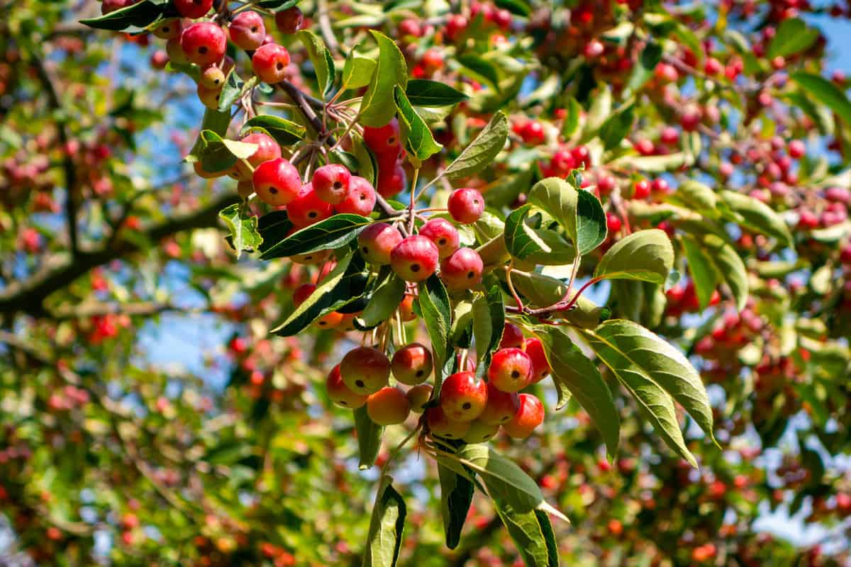 Bright crab apple (malus) berries on an ornamental tree in September sunshine.