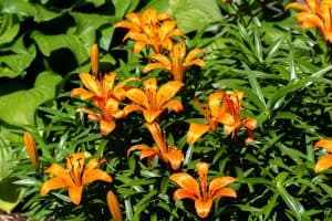 Read more about the article When To Transplant Asiatic Lilies