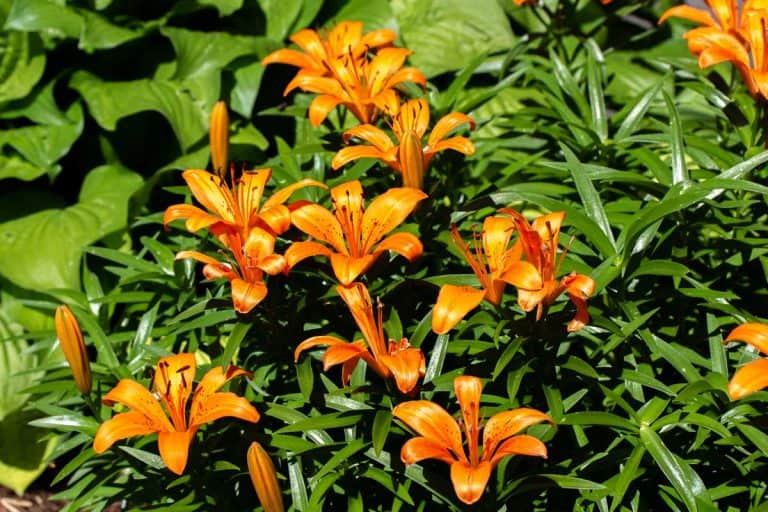 Bright orange Asiatic Lilies in an outdoor garden, When To Transplant Asiatic Lilies