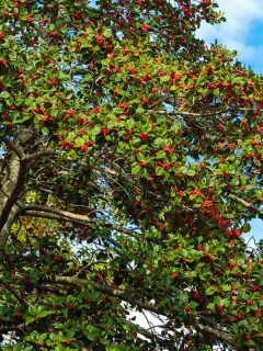 Bright red berries adorn the Christmas Variety Holly Tree in the autumn season, How To Remove A Holly Tree Stump And Roots