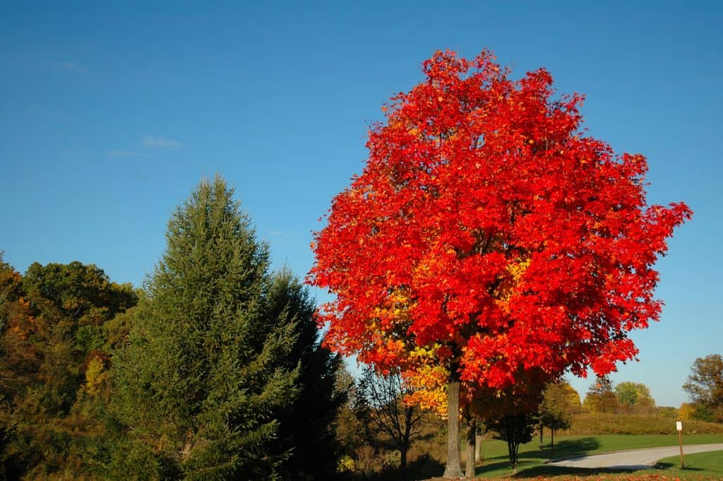 Bright red maple tree.