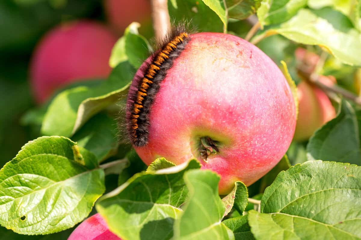 Brown hairy caterpillar crawling on the red apple in fruit garden