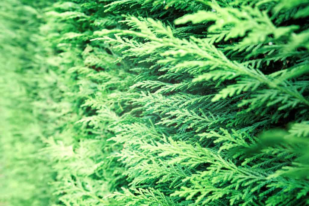 Closeup of green thuja occidentalis. Fresh green leaves, branches of thuja trees close up. Thuya twig occidentalis, evergreen coniferous tree. Chinese thuja. Conifer cedar thuja leaf green texture.