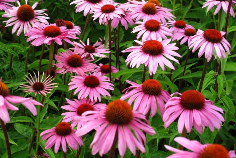 Close-up of Echinacea flowers in the grass, How To Overwinter Echinacea