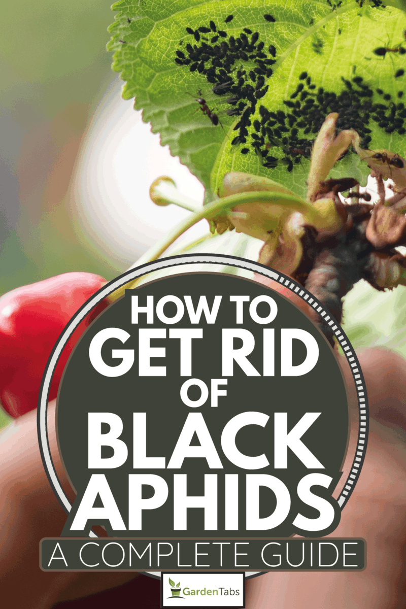 Close-up-of-Hand-Holding-Cherry-Tree-Branch-With-Aphids.-How-To-Get-Rid-Of-Black-Aphids-[A-Complete-Guide]