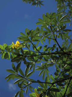 Close up of Yellow Allamanda flower with blue sky background. 6 Best Fertilizers For An Allamanda Plant