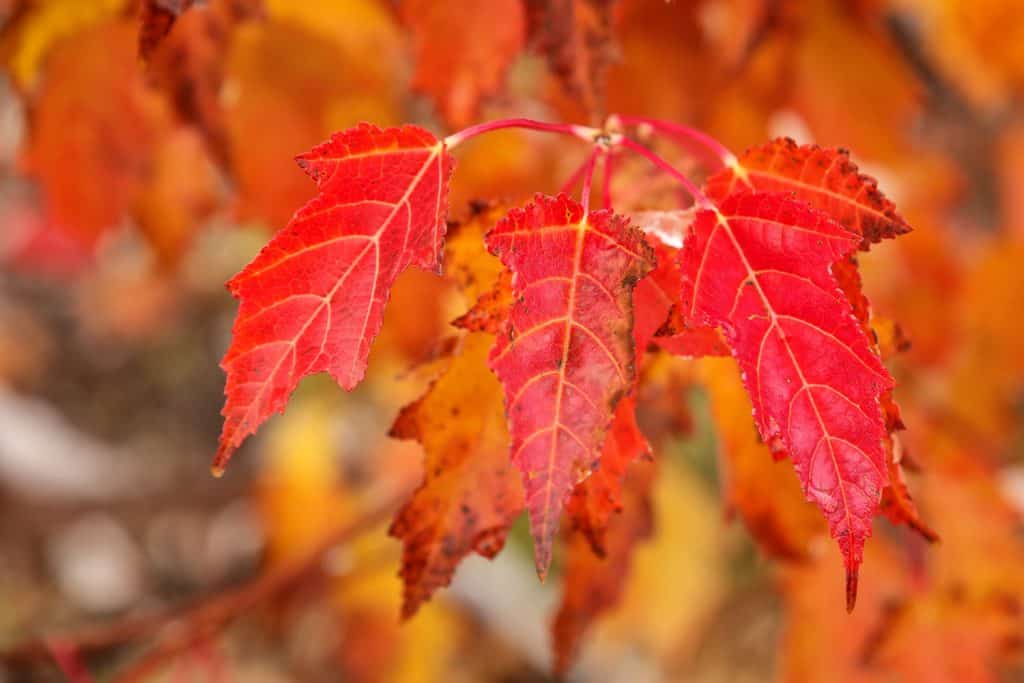 Close-up of red amur maple tree leaves in a fall