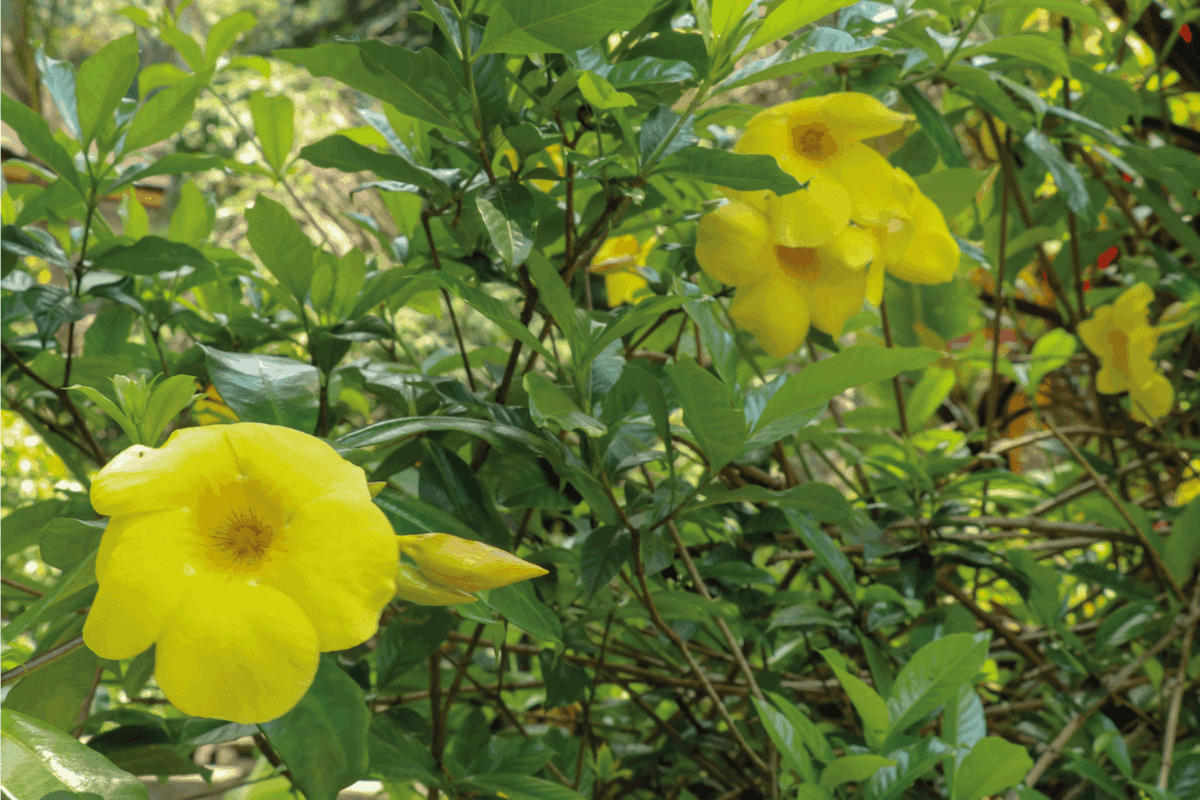 Close up of yellow flower, Golden Trumpet, Allamanda cathartica.