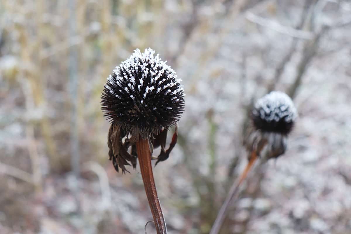 Closeup of coneflowers, Echinacea purpurea in cold winter weather. Blurred background. Winter and nature concept.