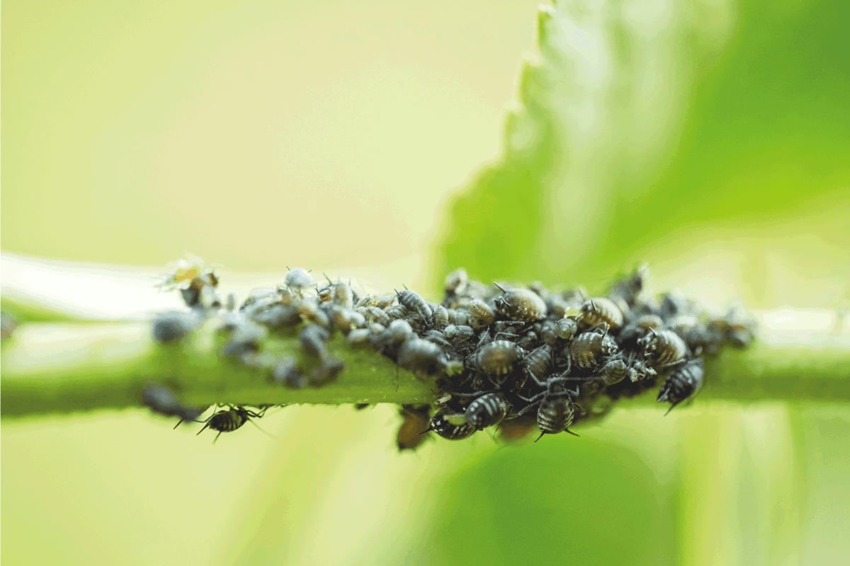 Colony of small black aphids on an elder leaf stem. How To Get Rid Of Black Aphids [A Complete Guide]