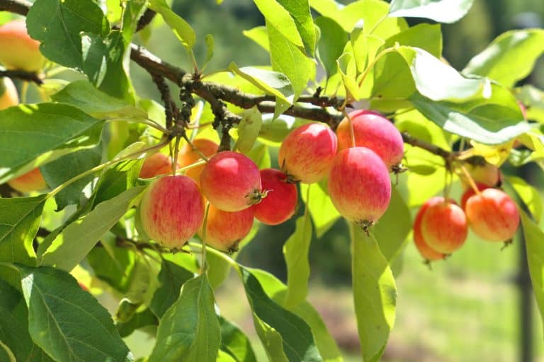 Crabapple tree full of apple fruits, 5 Best Crabapple Trees For Fruit