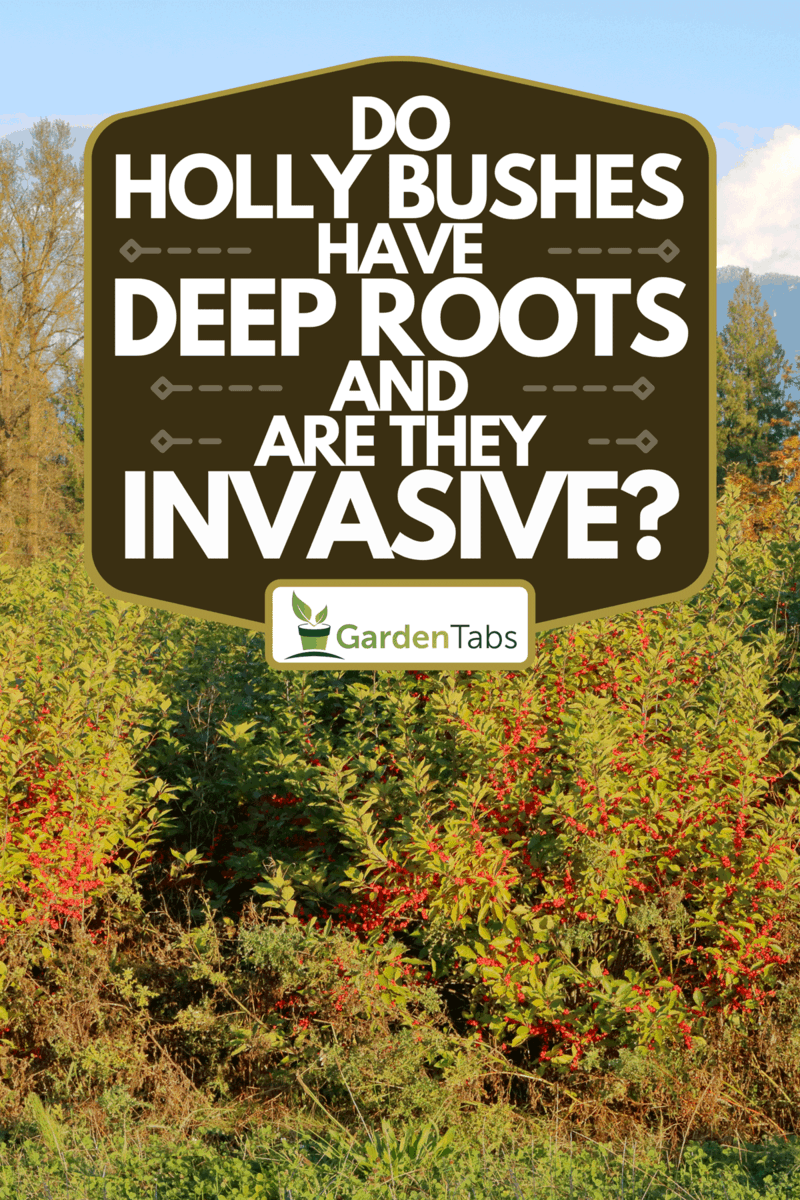 Do Holly Bushes Have Deep Roots And Are They Invasive?