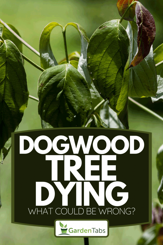 A wilting dogwood tree leaves, Dogwood Tree Dying