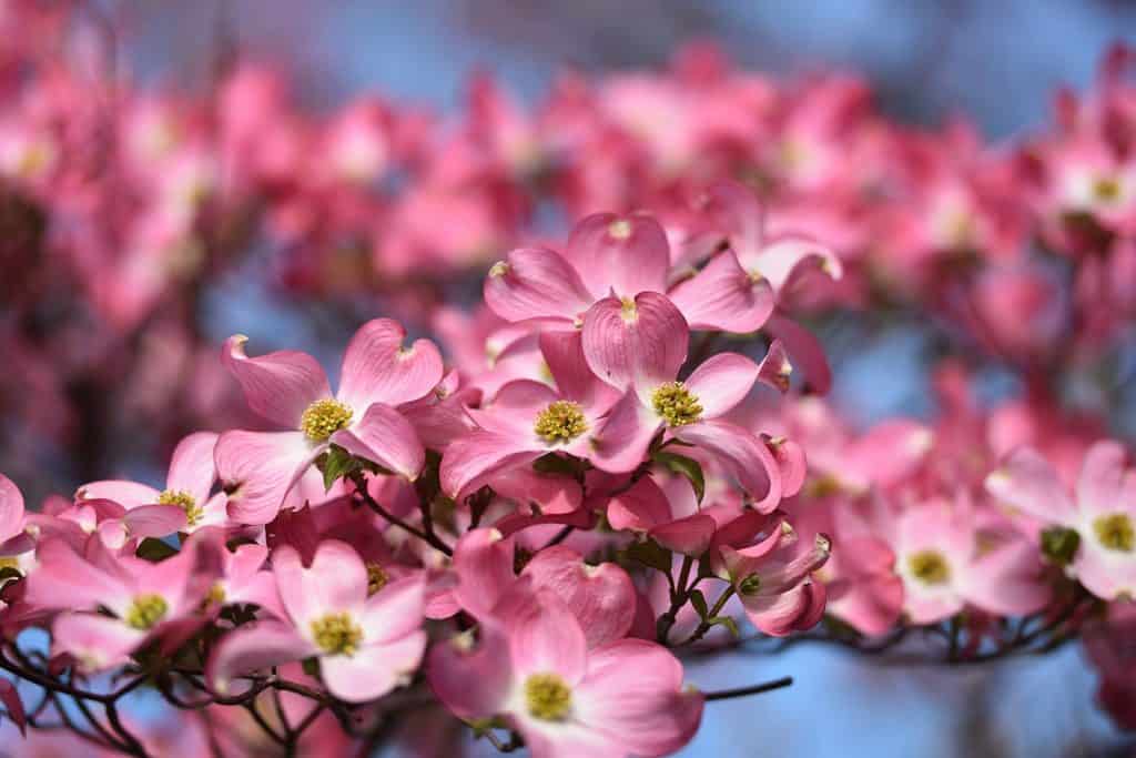 Dogwood a famous flower in spring
