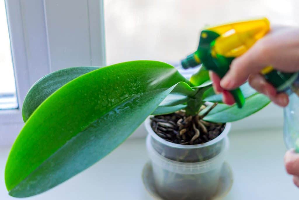 Female hand spraying green leaves of moss orchid in a pot
