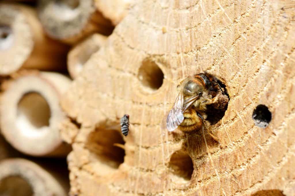 Female solitary bee closing her nest hole