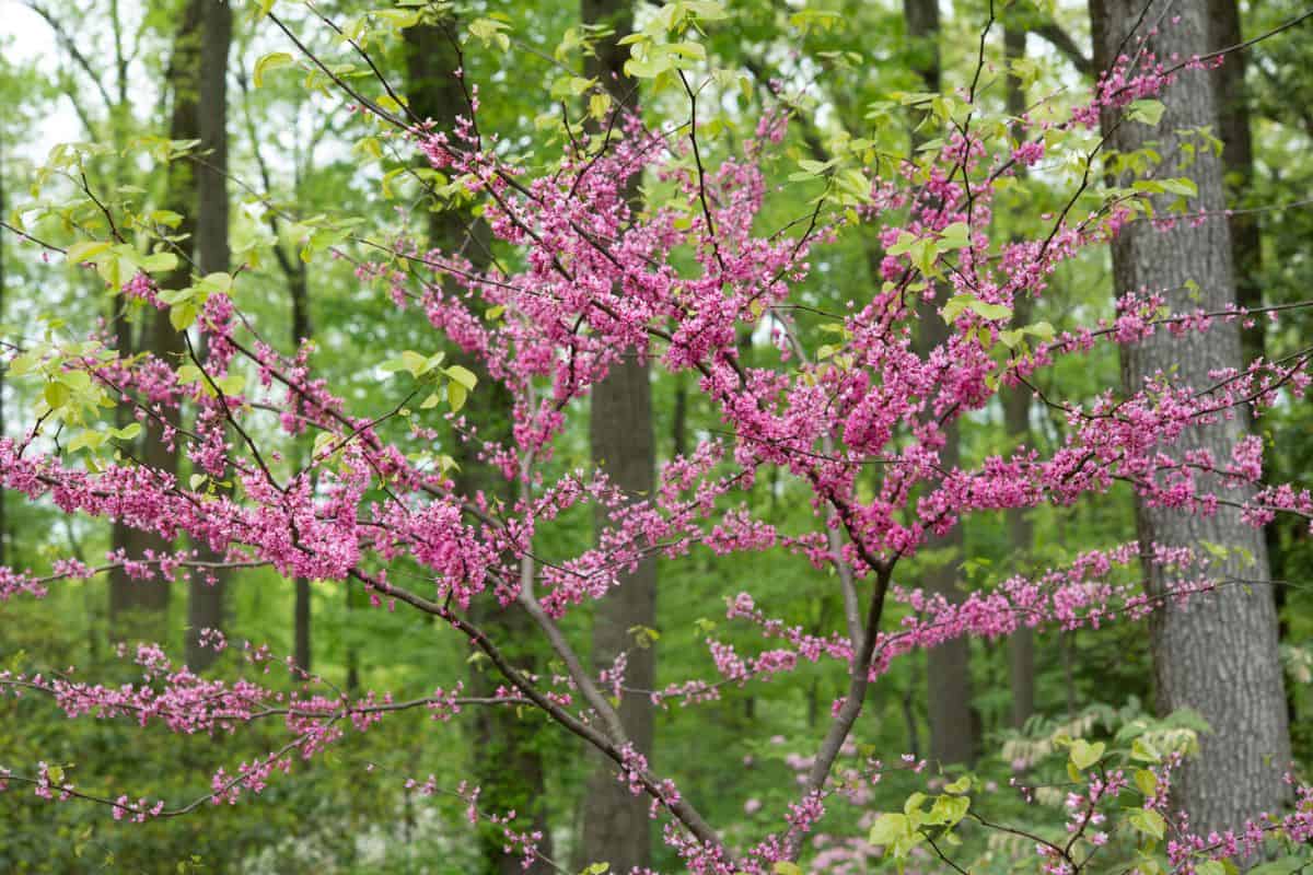 Flowering-dogwood.jpg