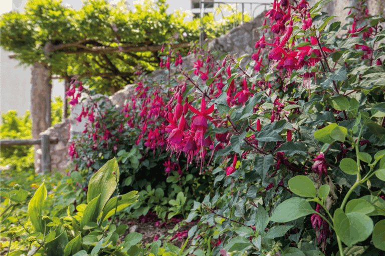 Flowers of red dipladenia mandevilla in garden. How To Overwinter Dipladenia