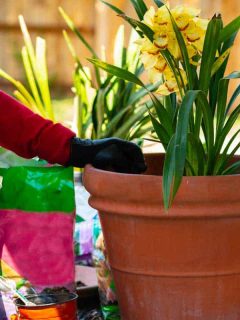 Gardener potting of Orchids, When To Repot And Transplant An Orchid [All You Ever Need To Know]