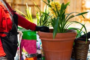 Read more about the article When To Repot And Transplant An Orchid [All You Ever Need To Know]