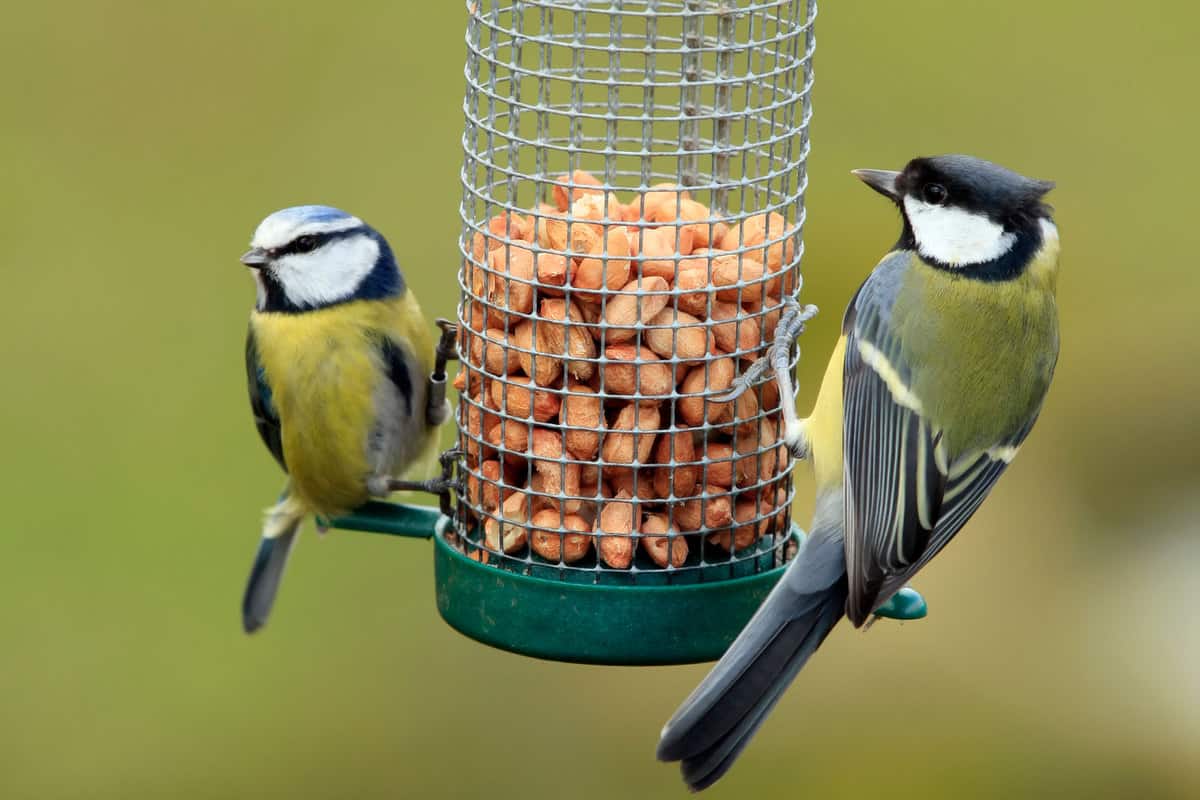 Great and Blue Tit Feeding in the bird feeder