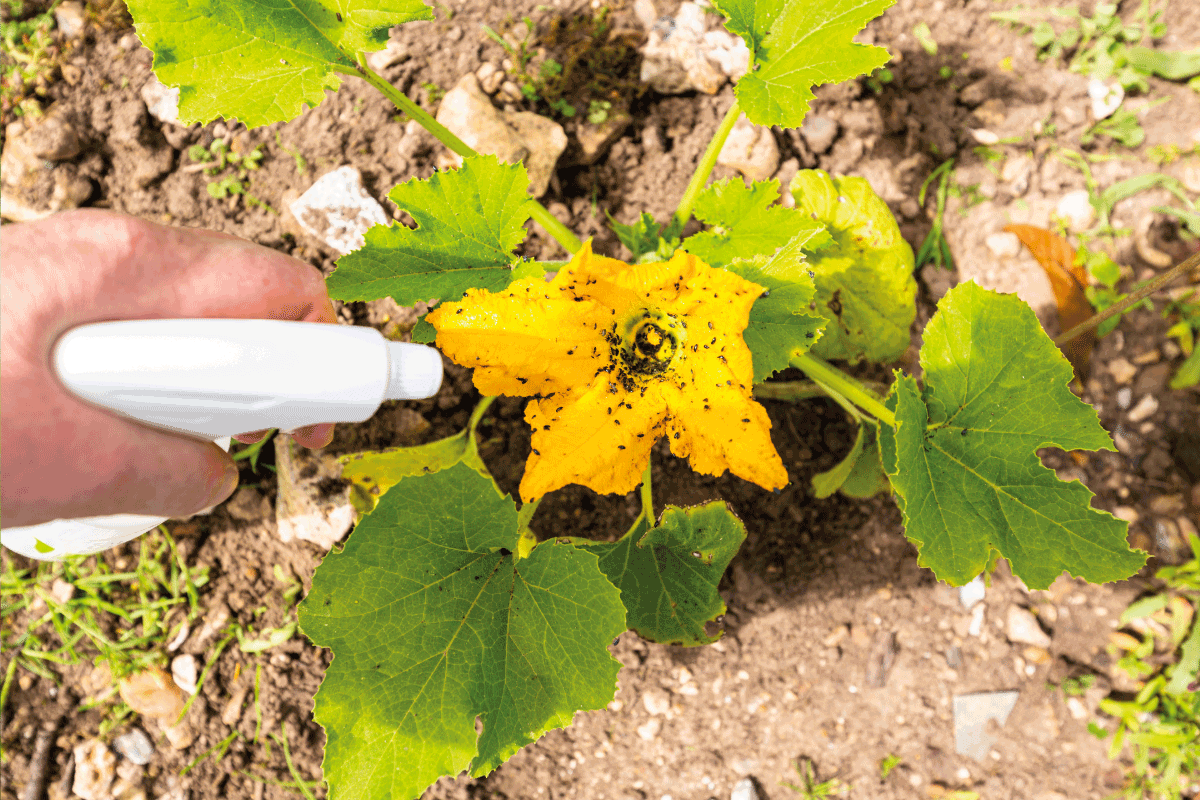 Hand-using-spray-on-zucchini-yellow-flower-plant-infected-by-many-black-aphids.-How-To-Get-Rid-Of-Black-Aphids-[A-Complete-Guide]