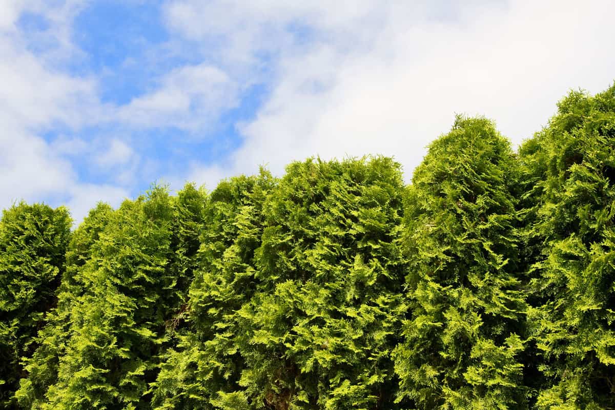 Hedge of Arborvitae trees, patch of blue sky of above, How Close To The Fence Can You Plant Arborvitae?
