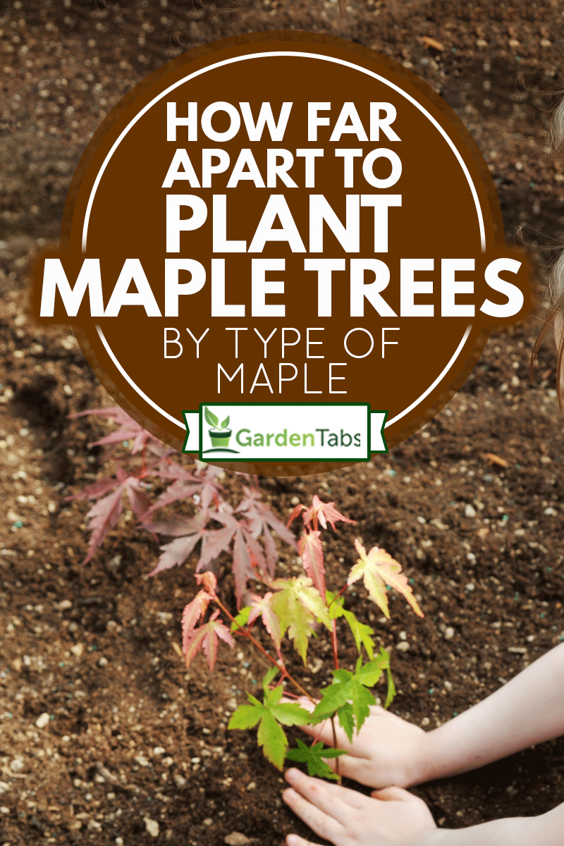 A girl planting a maple tree,How Far Apart To Plant Maple Trees - By Type Of Maple