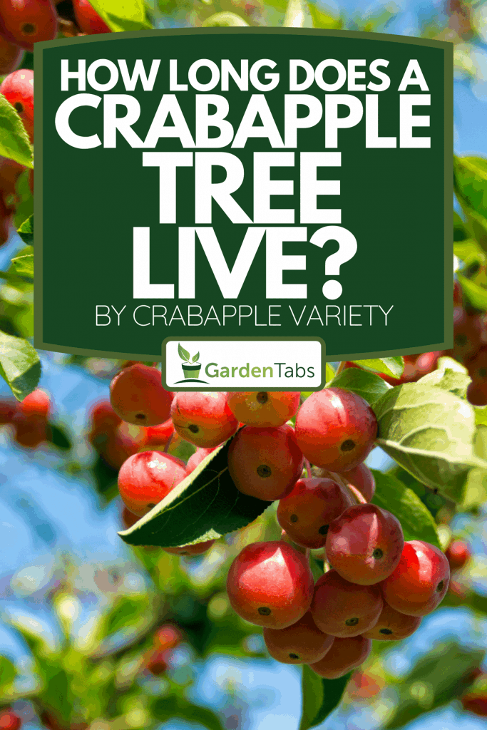 A small crabapples in the tree, How Long Does A Crabapple Tree Live? [By Crabapple Variety]