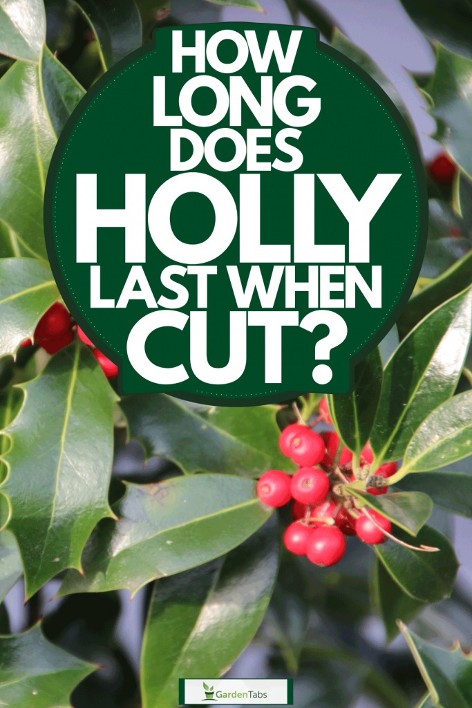 An up close photo of holly berries photographed on a holly tree, How Long Does Holly Last When Cut?