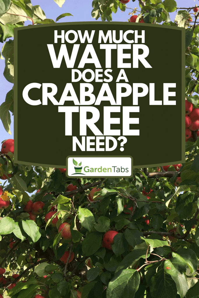 A crabapple tree with riped apples, How Much Water Does A Crabapple Tree Need?