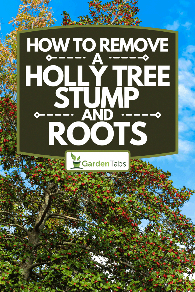 A bright red berries adorn the Christmas Variety Holly Tree in the autumn season, How To Remove A Holly Tree Stump And Roots