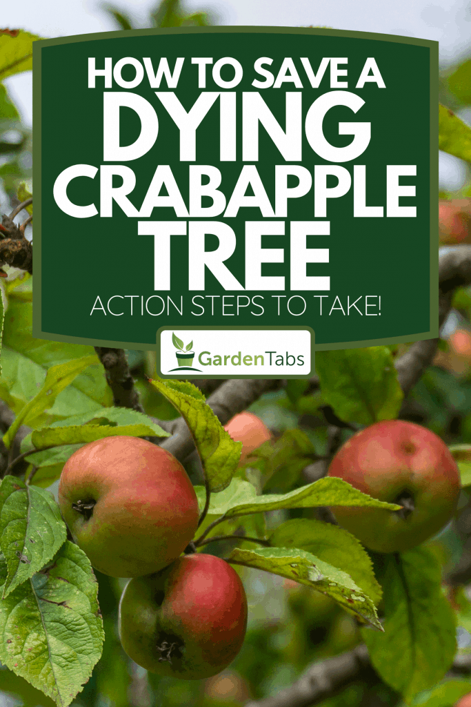 A view of some red apples on a European crabapple tree, How To Save A Dying Crabapple Tree - Action Steps To Take!