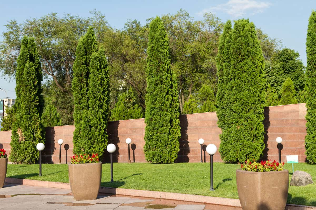 Huge arborvitae trees planted near the wall at a prime real estate property, How Far Apart To Plant Arborvitae [By Type]
